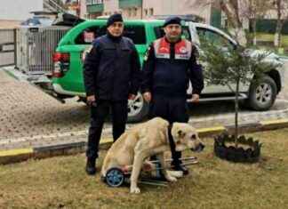 Jandarma’dan Yaralı Köpek İçin Özel Yürüteç Yardımı jandarmadan-yaral-kpek-iin-zel-yrte-yardm