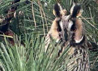 Orman Baykuşu: Aileyle Mesken Tuttuğu Ağaçta Yaşayan Tür. orman-baykuu-aileyle-mesken-tuttuu-aata-yaayan-tr