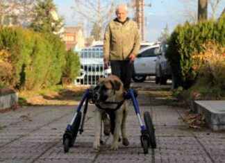 Sakat Köpeğin Yürüteç İle Yeniden Hayata Bağlanması sakat-kpein-yrte-ile-yeniden-hayata-balanmas