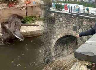 Anne Su Samurunun Yavrularıyla İmtihanı Kamerada – Doğal Hayat Belgeseli anne-su-samurunun-yavrularyla-imtihan-kamerada-doal-hayat-belgeseli