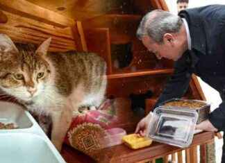 Kediler için Kışın Sıcak ve Rahat Yuva Oluşturma İpuçları kediler-iin-kn-scak-ve-rahat-yuva-oluturma-ipular