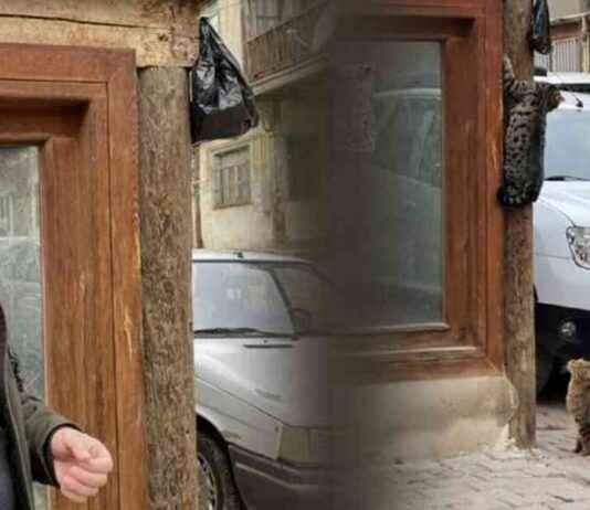 Kedilerin Hırsızlık Anı Gülümsetiyor: Komik Video İzle kedilerin-hrszlk-an-glmsetiyor-komik-video-izle