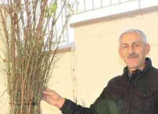 Pazar İlçesi’nde 1000 Badem Fidanı Dağıtımı – Haber Detayları ve Katılım Bilgileri pazar-ilesinde-1000-badem-fidan-datm-haber-detaylar-ve-katlm-bilgileri