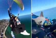 Sevimli Köpek Kaju’nun 530 Metreden Paraşütle Atlaması sevimli-kpek-kajunun-530-metreden-paratle-atlamas