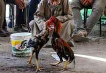 Tokat’ta Horoz Dövüştürenlere Operasyon tokatta-horoz-dvtrenlere-operasyon