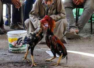 Tokat’ta Horoz Dövüştürenlere Operasyon tokatta-horoz-dvtrenlere-operasyon