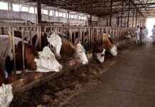 Tokat Hayvan Pazarlarına Acil Kapatma Kararı – Haber tokat-hayvan-pazarlarna-acil-kapatma-karar-haber