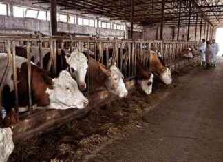 Tokat Hayvan Pazarlarına Acil Kapatma Kararı – Haber tokat-hayvan-pazarlarna-acil-kapatma-karar-haber