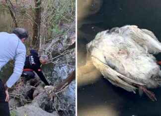 Deniz Hayvanları Ölümleri: Numune İncelemesi başladı. deniz-hayvanlar-lmleri-numune-incelemesi-balad