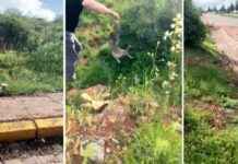 Tilkinin Çaresizliği: Merakının Sonuçları ve Yardım İsteme Hikayesi tilkinin-aresizlii-meraknn-sonular-ve-yardm-isteme-hikayesi