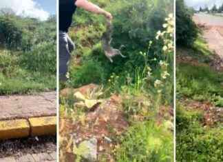 Tilkinin Çaresizliği: Merakının Sonuçları ve Yardım İsteme Hikayesi tilkinin-aresizlii-meraknn-sonular-ve-yardm-isteme-hikayesi