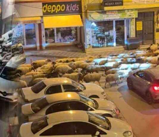 Tokat yayla göçü dronla izlendi tokat-yayla-g-dronla-izlendi