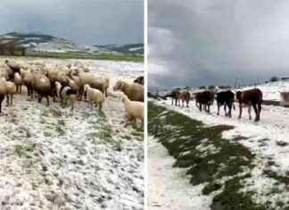 Yayladaki Sürülerin Zorlu Dolu Yağışı Anları Kamerada yayladaki-srlerin-zorlu-dolu-ya-anlar-kamerada