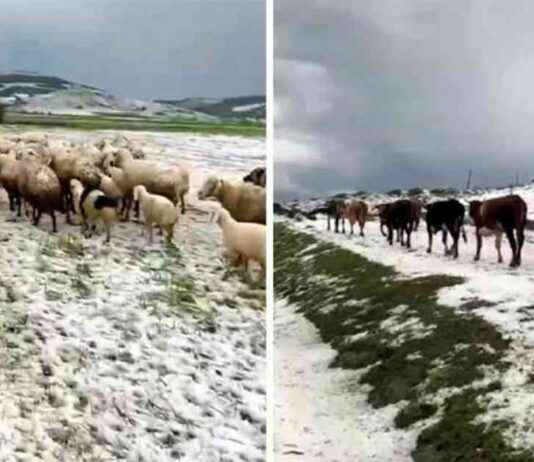 Yayladaki Sürülerin Zorlu Dolu Yağışı Anları Kamerada yayladaki-srlerin-zorlu-dolu-ya-anlar-kamerada